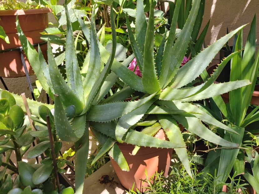  - Suculente si cactusi 2018 - 2019