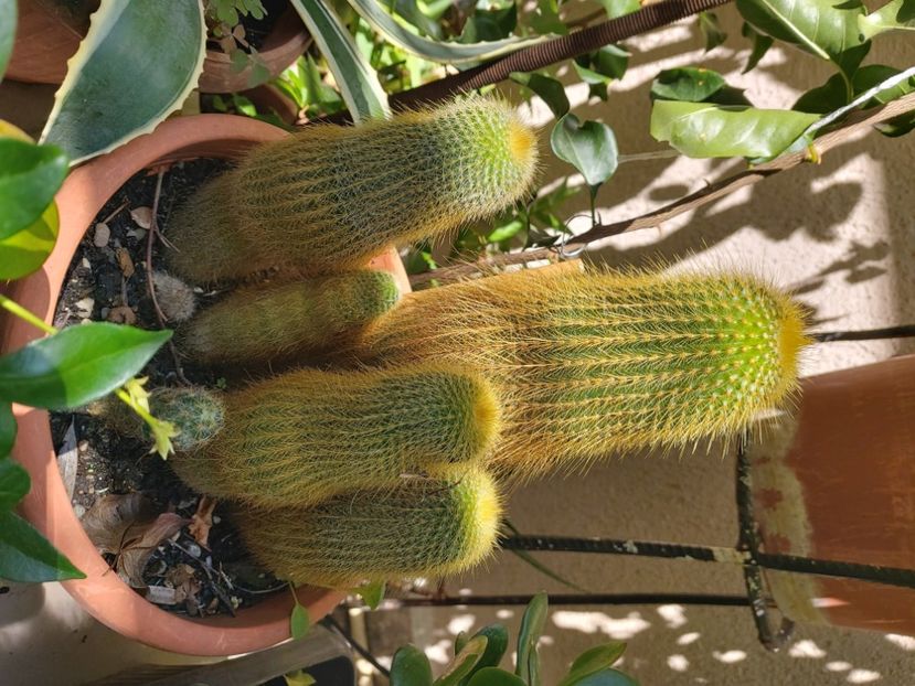  - Suculente si cactusi 2018 - 2019