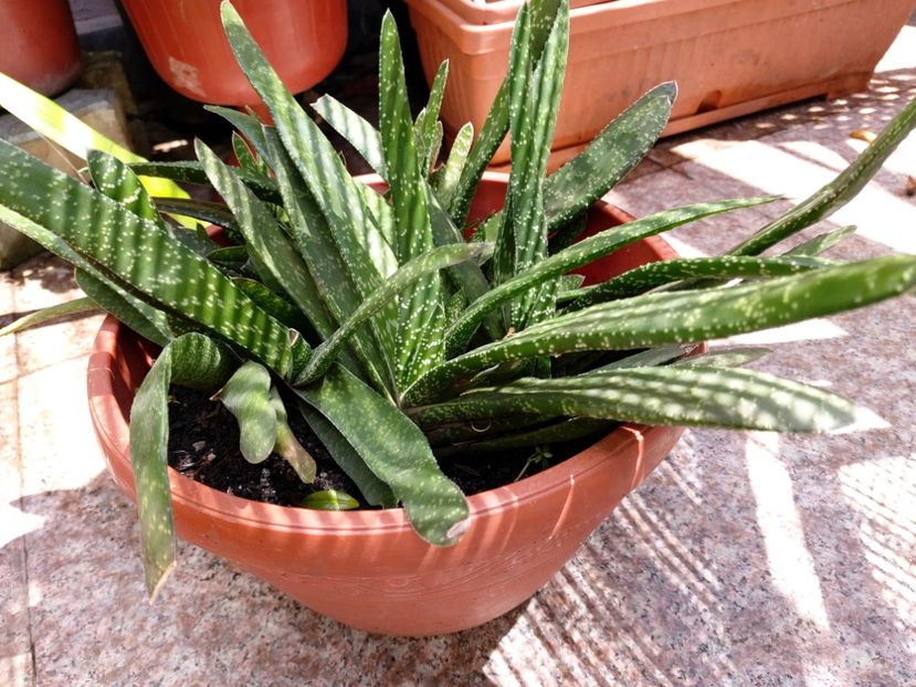  - Suculente si cactusi 2018 - 2019