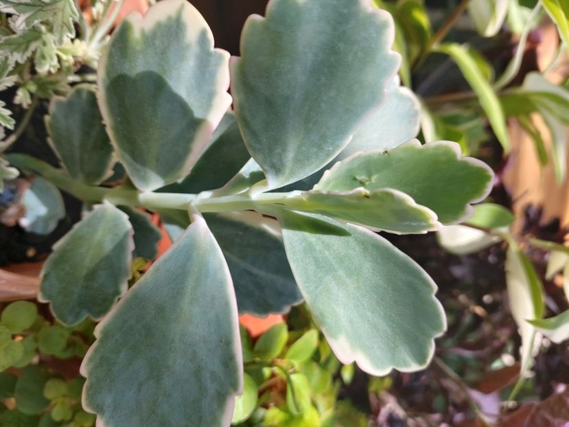  - Suculente si cactusi 2018 - 2019