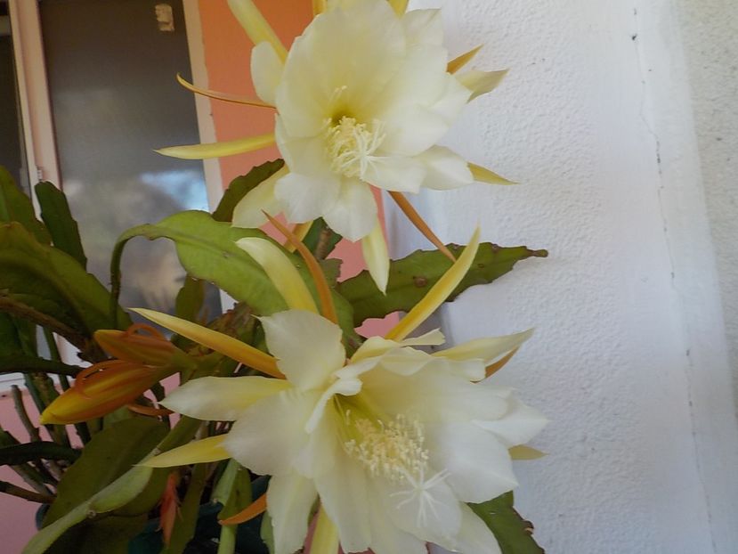  - Genul Epiphyllum