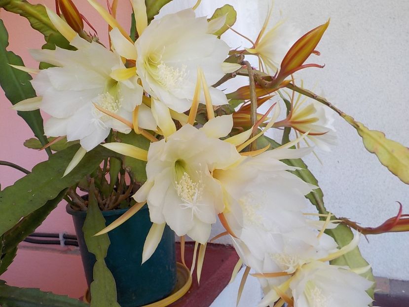  - Genul Epiphyllum