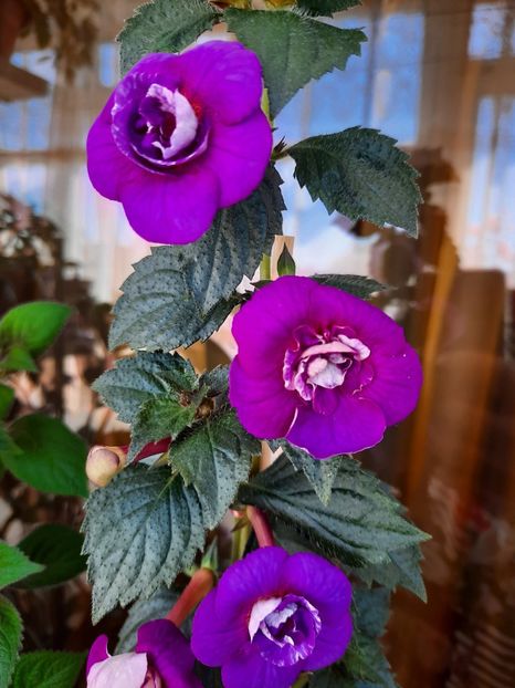  - PURPLE MYSTERY