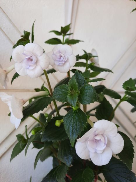  - Double Picotte Rose