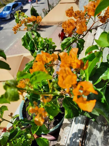  - Bougainvillea