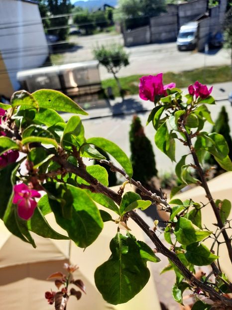  - Bougainvillea