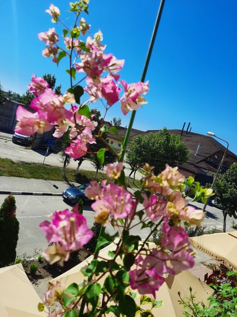  - Bougainvillea