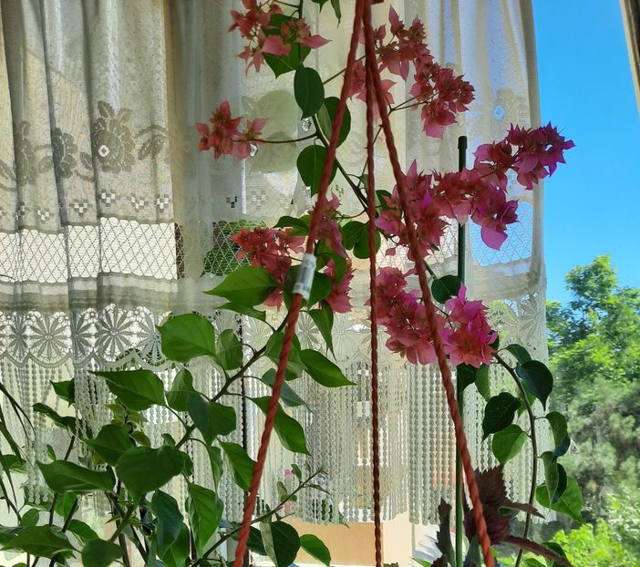 20200709_103814~2 - Bougainvillea