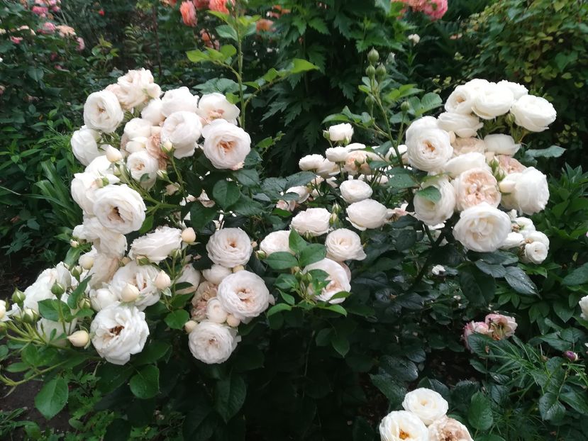 artemis-rezervat - De vanzare-TOAMNA 2020