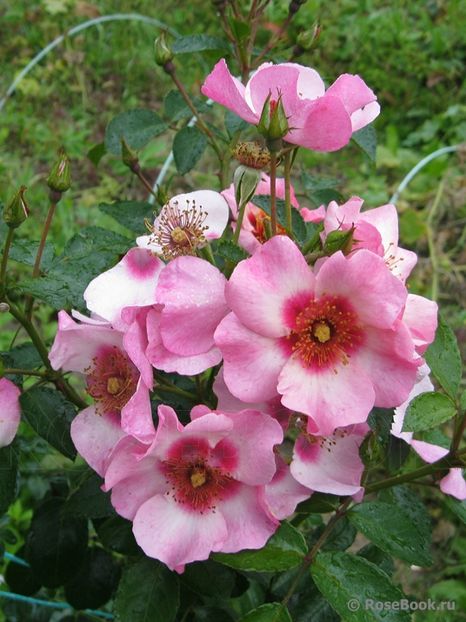 Bright as a Button-100 cm_rezervat - De vanzare-TOAMNA 2020