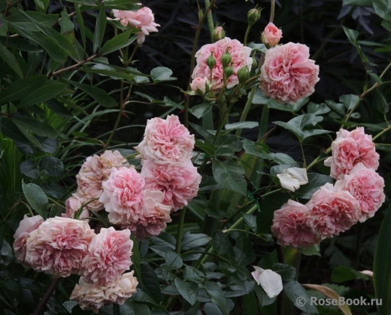 The Faun-100 cm-rezervat - De vanzare-TOAMNA 2020