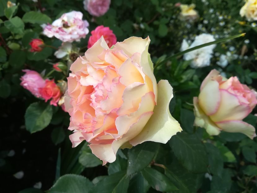 jalitan _rezervat - De vanzare-TOAMNA 2020