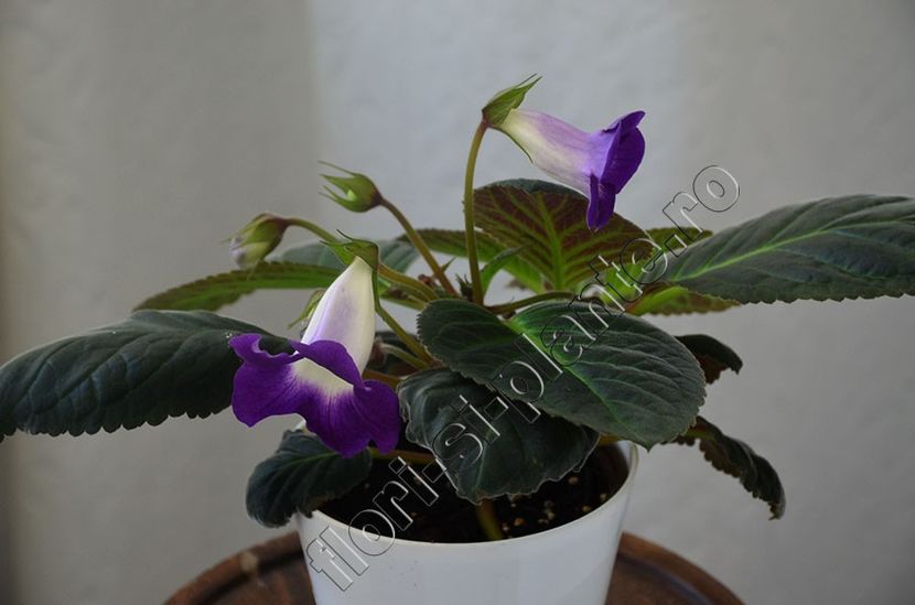 xGlosinningia Luci s Waves - GLOXINIA-SINNINGIA _COLECTIA 2020_2024