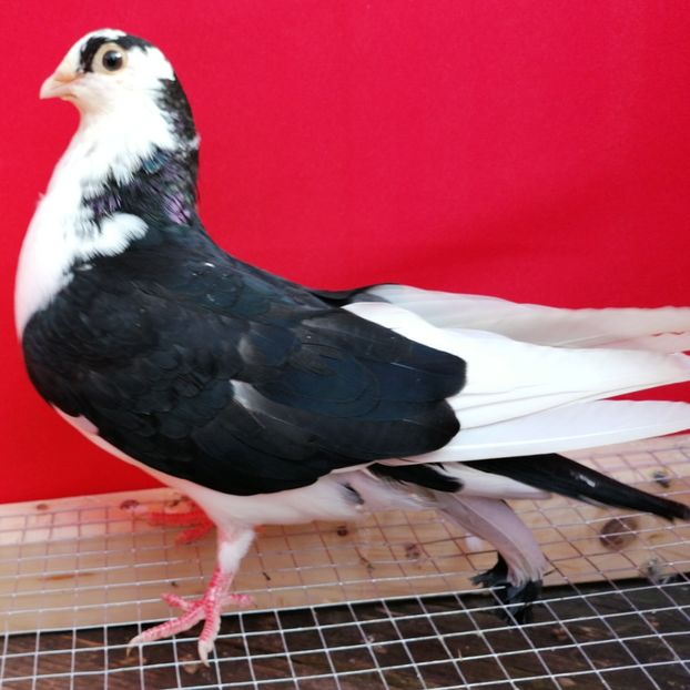  - porumbei care mi-au apartinut