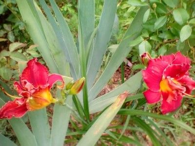 hemerocallis  Highland lord - w Produse livrate