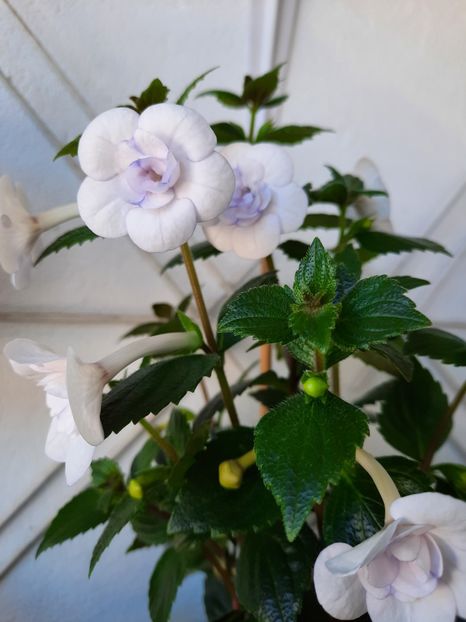  - Double Picotte Rose