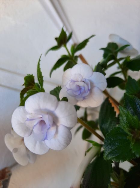  - Double Picotte Rose