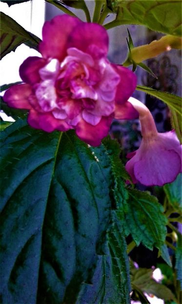 20200709_133820-1 - 000016