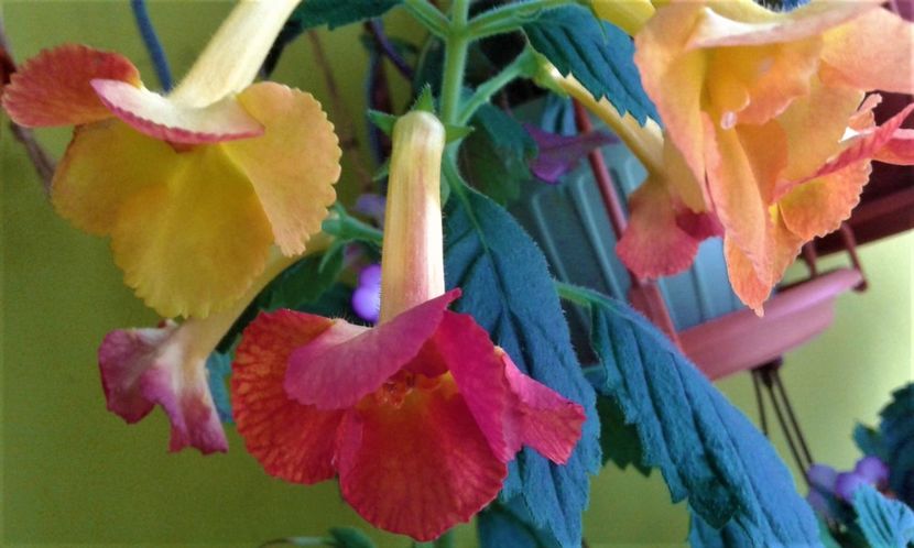 - 000018 ACHIMENES