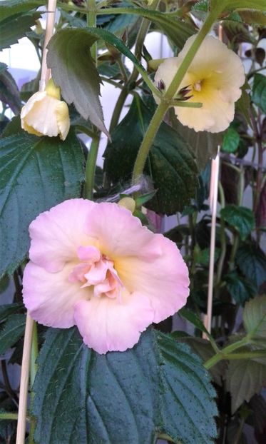  - 000018 ACHIMENES