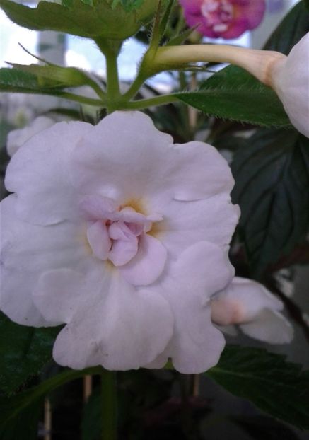  - 000018 ACHIMENES