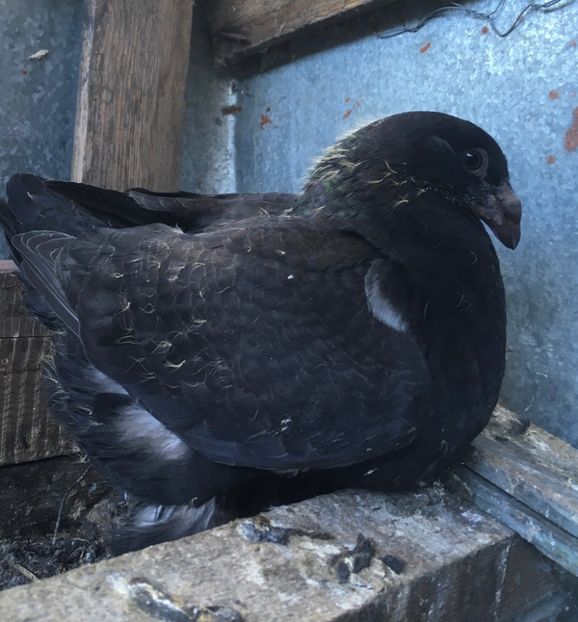 4C8BAEF1-1F0F-4499-9808-0EE0573CCF59 - Pui AGH 2020