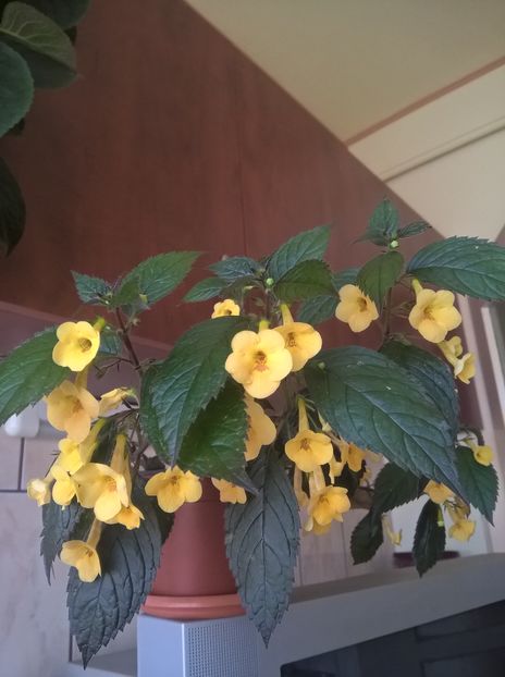  - Yellow Beauty