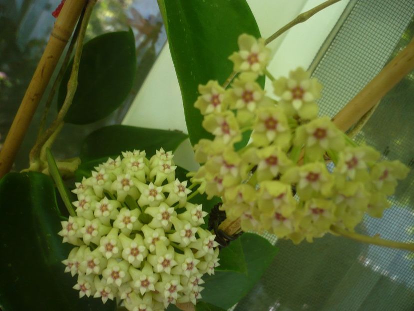 P1440777 - HOYA 2020-1