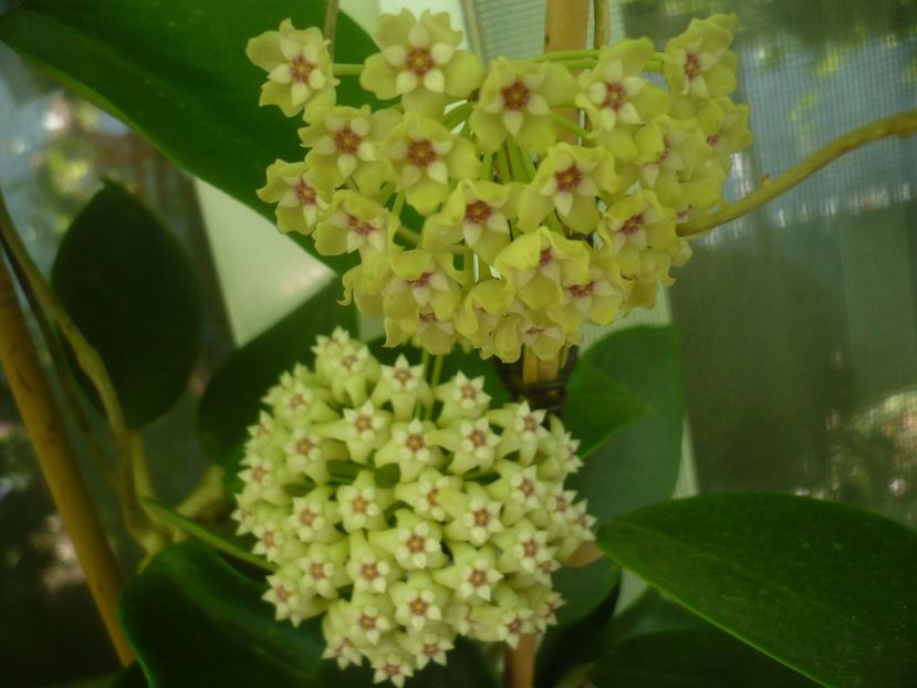 P1440778 - HOYA 2020-1