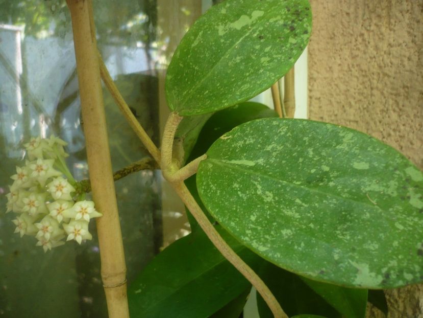 P1440779 - HOYA 2020-1
