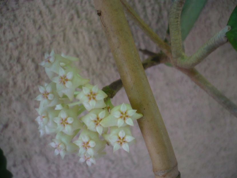 P1440782 - HOYA 2020-1