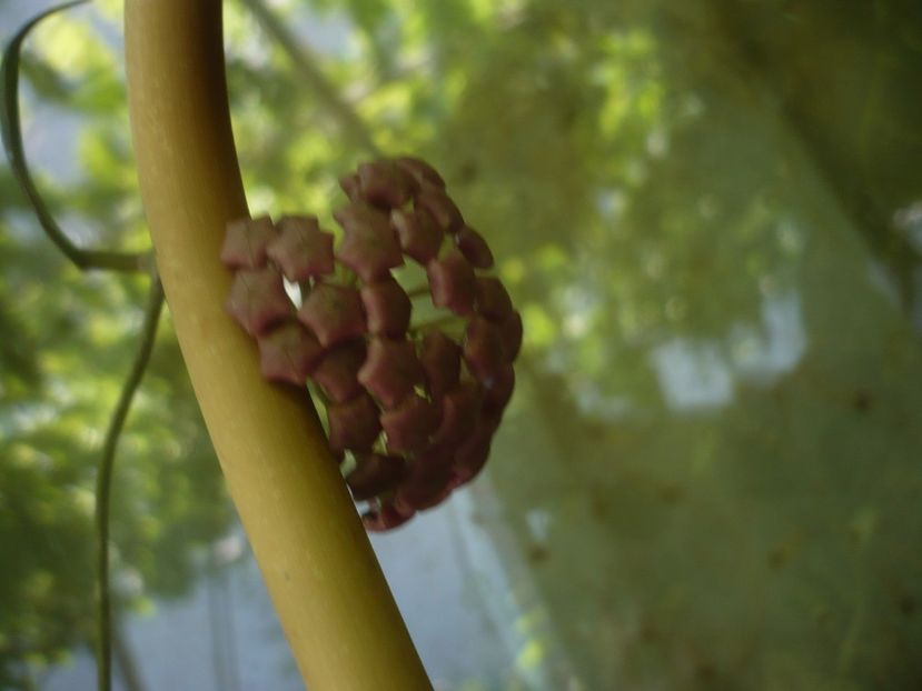 P1440783 - HOYA 2020-1