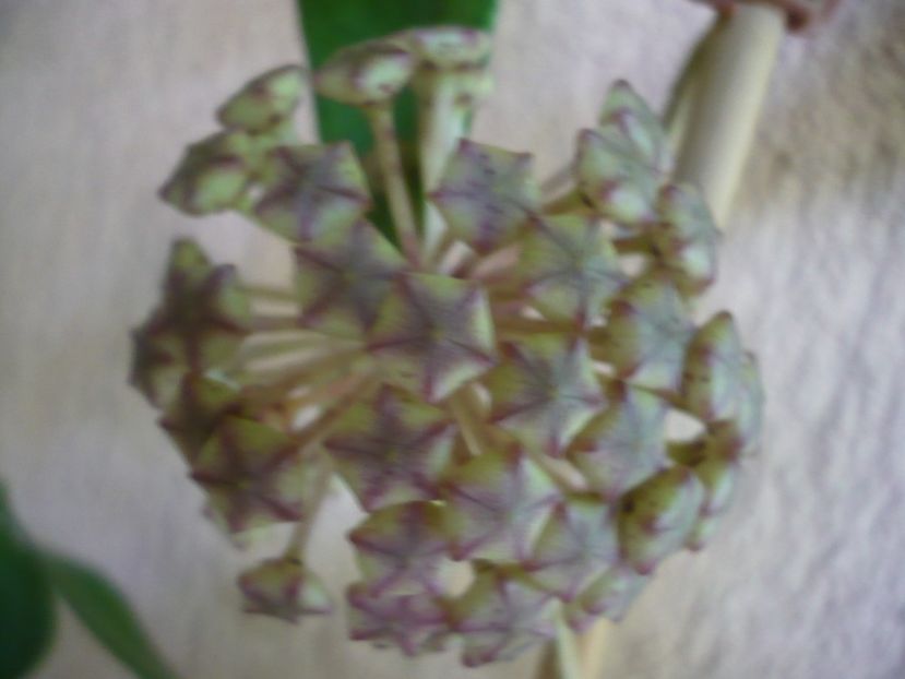 P1440784 - HOYA 2020-1
