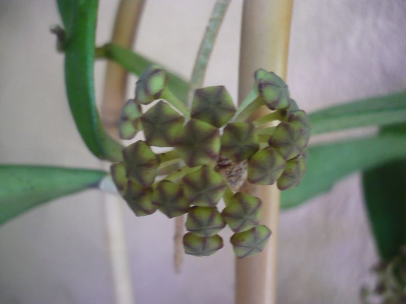 P1440785 - HOYA 2020-1