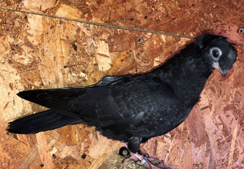 8698  femelă  2020_1 - pui 2020 BM