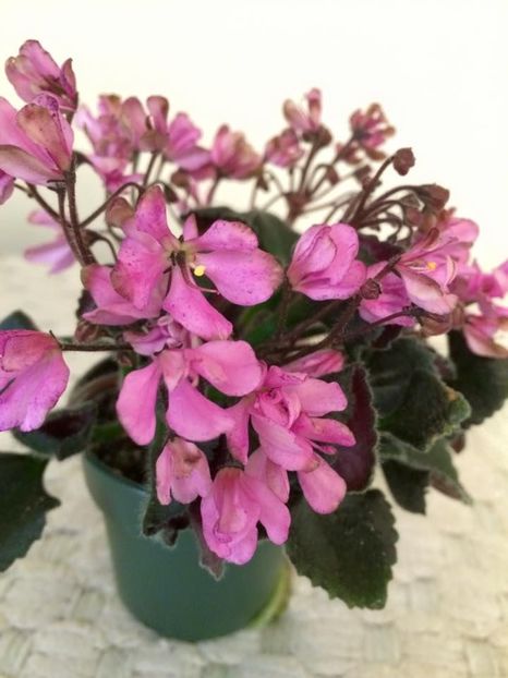 Imp s Pretty Deadly - AAA Provizoriu