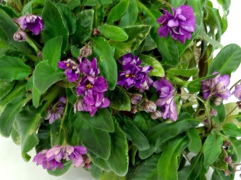 Senk s longlegs - AAA Violete africane comerciale