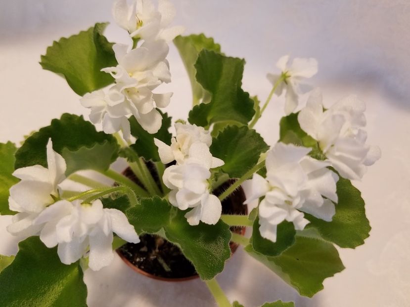 Wizard Prankster - AAA Provizoriu