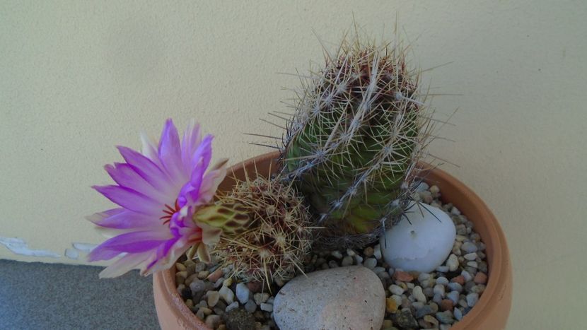 Thelocactus bicolor ssp. pottsii - Cactusi 2020 evolutie vara
