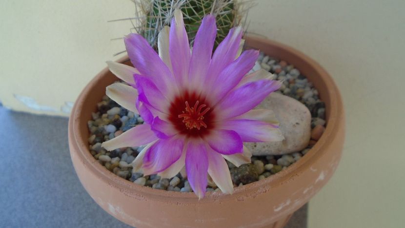 Thelocactus bicolor ssp. pottsii - Cactusi 2020 evolutie vara