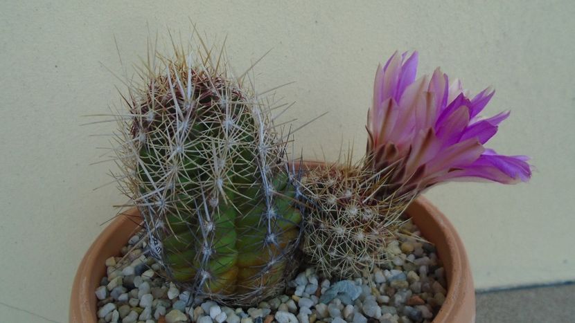 Thelocactus bicolor ssp. pottsii - Cactusi 2020 evolutie vara