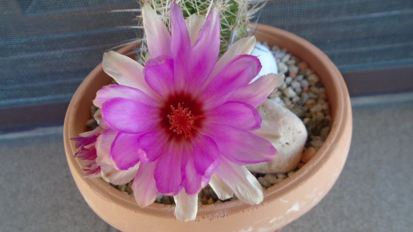 Thelocactus bicolor ssp. pottsii - Cactusi 2020 evolutie vara