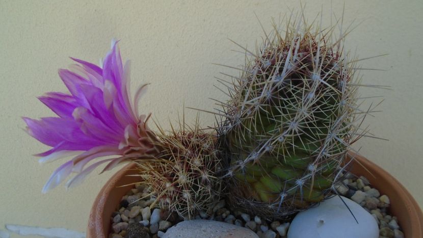 Thelocactus bicolor ssp. pottsii - Cactusi 2020 evolutie vara