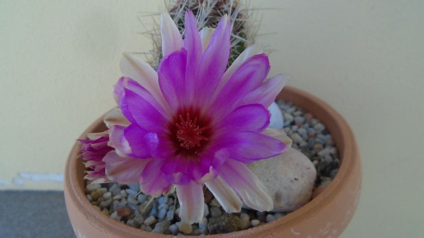 Thelocactus bicolor ssp. pottsii - Cactusi 2020 evolutie vara