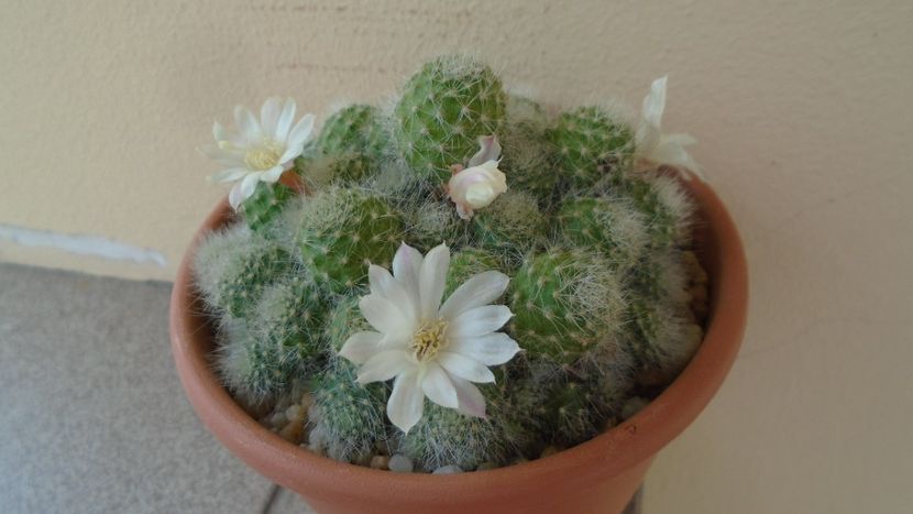 Rebutia cv. sunrise - Cactusi 2020 evolutie vara