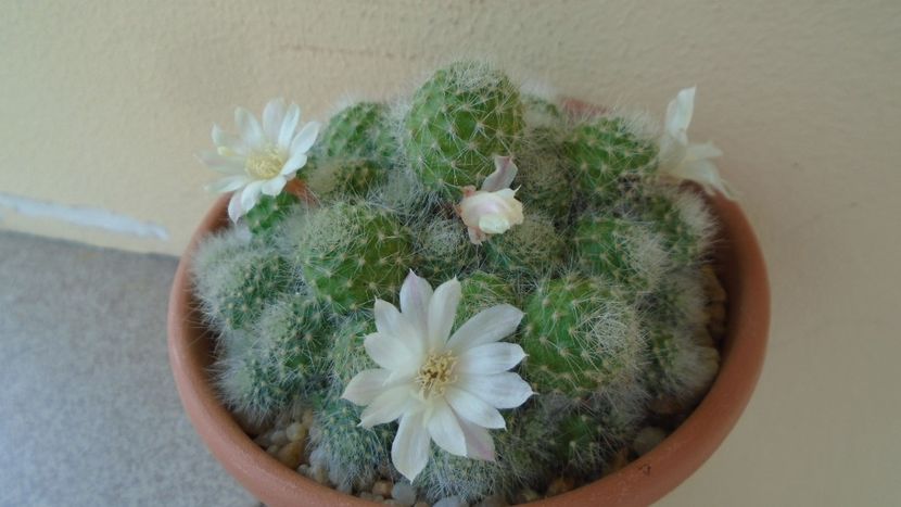 Rebutia cv. sunrise - Cactusi 2020 evolutie vara