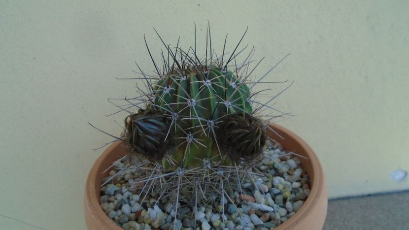 Lobivia jajoiana cv. anemone (Echinopsis marsoneri) - Cactusi 2020 evolutie vara