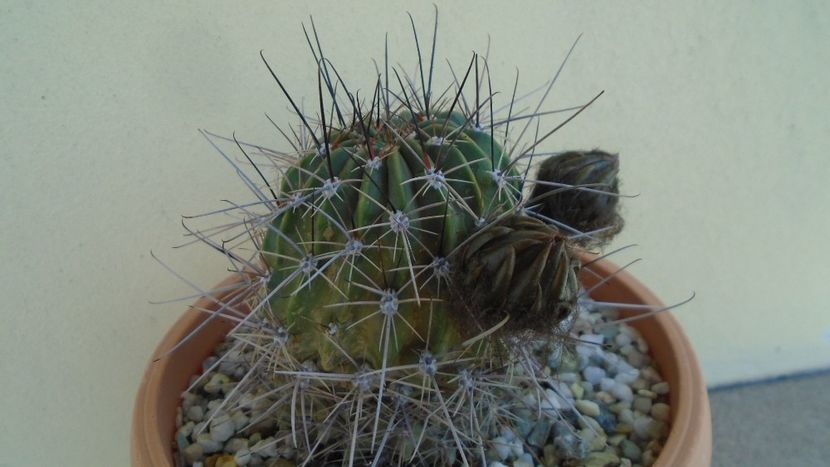 Lobivia jajoiana cv. anemone (Echinopsis marsoneri) - Cactusi 2020 evolutie vara