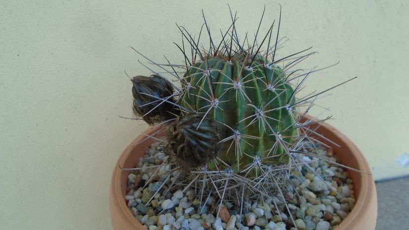 Lobivia jajoiana cv. anemone (Echinopsis marsoneri) - Cactusi 2020 evolutie vara