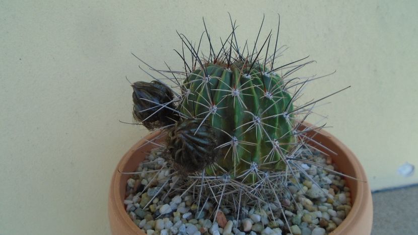 Lobivia jajoiana cv. anemone (Echinopsis marsoneri) - Cactusi 2020 evolutie vara